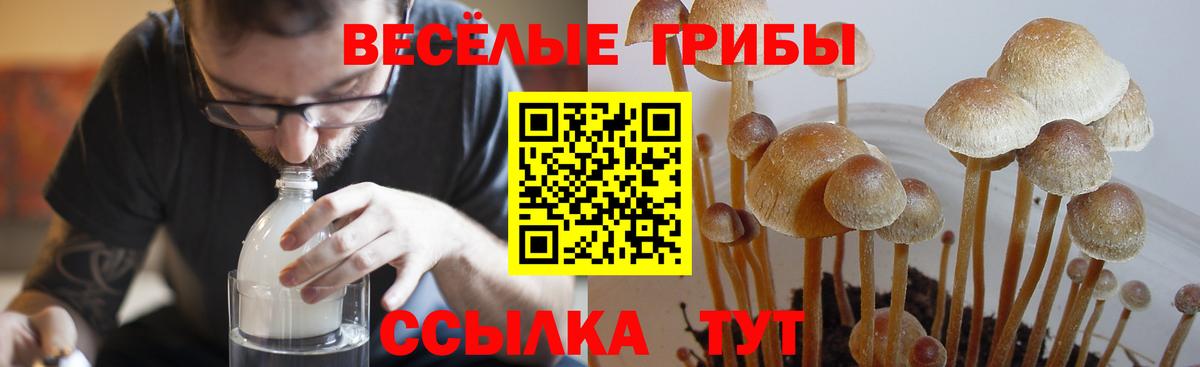 Галлюциногенные грибы Psilocybine cubensis  Вход с VPN  Топки 
